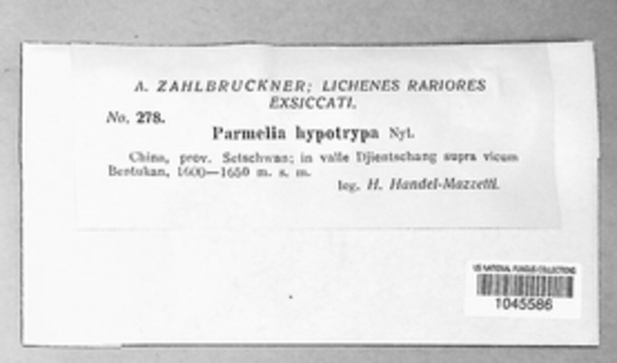 Parmelia hypotrypa image